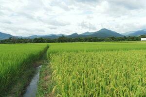 Green Terraced Rice Field. rice is growing in the field background photo