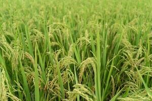 Green Terraced Rice Field. rice is growing in the field background photo