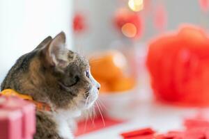 Cat prepare Chinese New Year Celebrations at home. cute domestic shorthair cat putting traditional pendant to the Chinese Lunar New Year for good luck. Chinese word means blessing photo