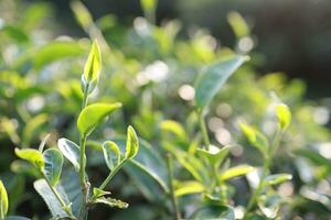 verde té hojas en un té plantación de cerca, parte superior de verde té hoja en el Mañana foto