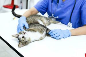 gato en examen mesa de veterinario clínica. veterinario cuidado. veterinario médico y gato. foto