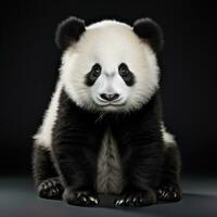 Cute panda bear isolated photo