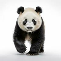 Cute panda bear isolated photo