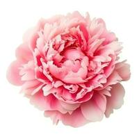 Pink peony flower isolated photo