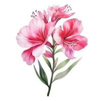 Watercolor pink flower isolated photo