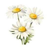Watercolor chamomile flower isolated photo