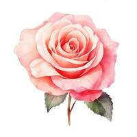 Watercolor rose flower isolated photo