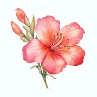 Watercolor pink flower isolated photo