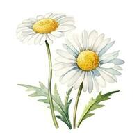 Watercolor chamomile flower isolated photo