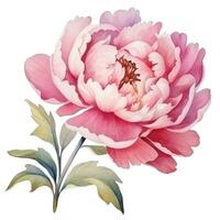 Watercolor peony flower isolated photo