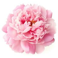 Pink peony flower isolated photo