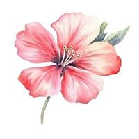 Watercolor pink flower isolated photo