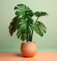 Green monstera plant in pot photo