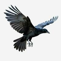 Flying black crow isolated photo