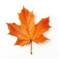 Autumn falling leaf isolated photo