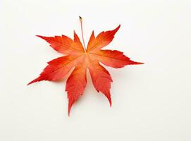 Autumn leaves isolated photo