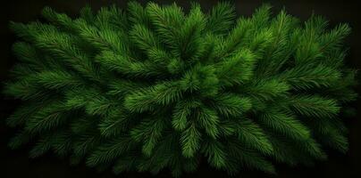 Green fir background photo