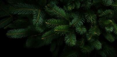 Green fir background photo