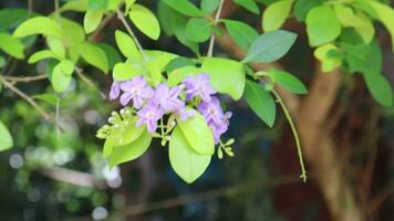 púrpura flor en árbol video