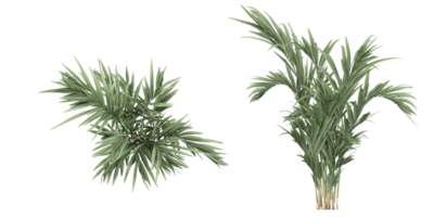 isoliert natürlich Baum und Kokosnuss Palme verlassen auf transparent Hintergrund png