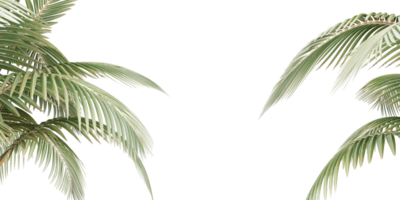 isolated natural palm leaves, summer tree, tropical leave on transparent background png