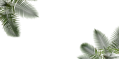 isolated natural tree and coconut palm leave on transparent background png