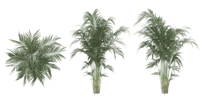 isolated natural tree and coconut palm leave on transparent background png