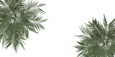 isolated natural tree and coconut palm leave on transparent background png