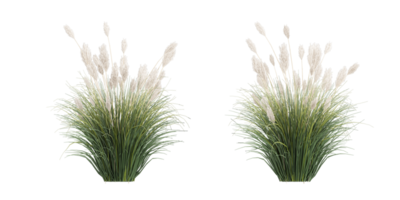 isolated natural tree and coconut palm leave on transparent background png