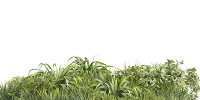 isolated bush plant, grass and tropical leaves on transparent background png