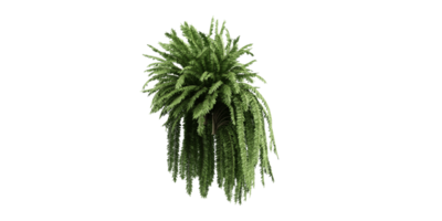 isolated plant and tree bush, tropical leaf on transparent background png