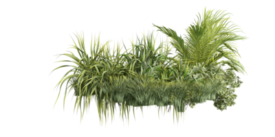 isolated bush plant, grass and tropical leaves on transparent background png