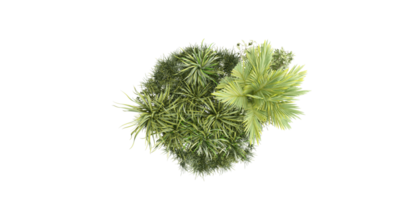 isolated bush plant, grass and tropical leaves on transparent background png