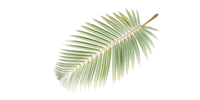 aislado natural palma hojas, verano árbol, tropical salir en transparente antecedentes png