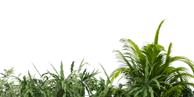 isolated natural palm leaves, summer tree, tropical leave on transparent background png