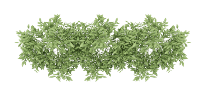 isolated natural palm leaves, summer tree, tropical leave on transparent background png