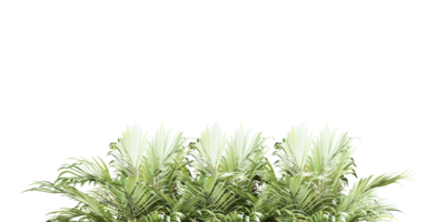 isolated natural tree and coconut palm leave on transparent background png