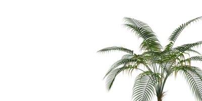 isolated natural tree and coconut palm leave on transparent background png