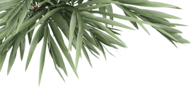 isolated natural tree and coconut palm leave on transparent background png