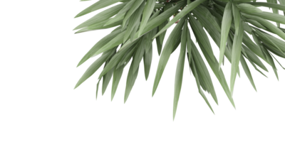 isolated natural tree and coconut palm leave on transparent background png