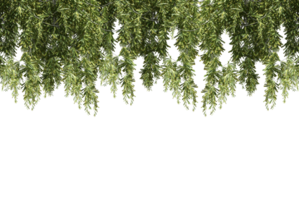 isolated natural palm leaves, summer tree, tropical leave on transparent background png