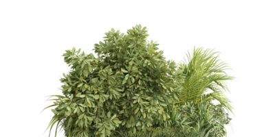 isolated plant and tree bush, tropical leaf on transparent background png