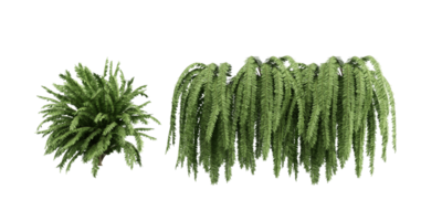isolated plant and tree bush, tropical leaf on transparent background png
