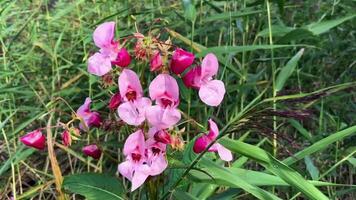 flores de quisquilloso glandular de cerca, impatiens glandulifera, nativo a el Himalaya video