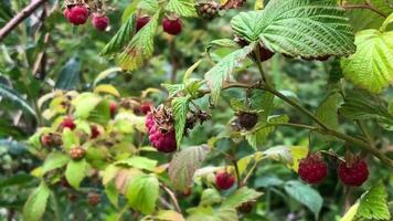 ripe red raspberry on branches, close-up, forest raspberry harvest video