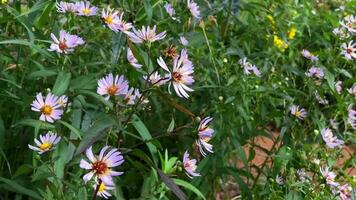 wild aster flowers in nature, floral background video