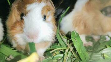 Close up view video footage of bunch guinea pigs feeding on grass in a farm. Small scale business of breeding and sale of pet animals