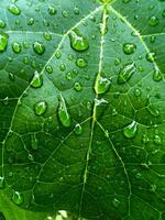 Close up of green leaf with water droplets photo