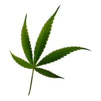 marijuana hoja en un blanco antecedentes foto