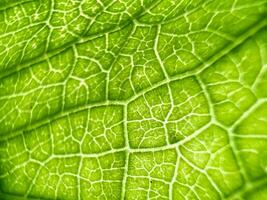 Close-up shot of green leaf texture, pattern background photo